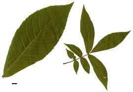 Attēlu rezultāti vaicājumam “Carya”