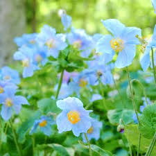 Image result for Meconopsis cambrica