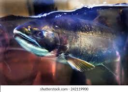 Image result for Oncorhynchus tshawytscha