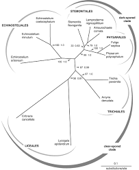 Attēlu rezultāti vaicājumam “Amaurochaete sp.”