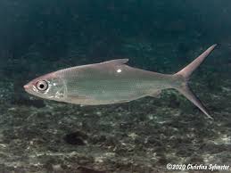 Image result for Chanos chanos