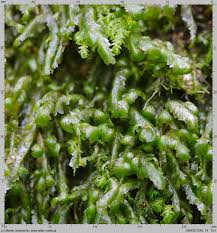 Attēlu rezultāti vaicājumam “Homalia trichomanoides sporophyte”