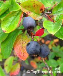 Attēlu rezultāti vaicājumam “Cotoneaster divaricatus fruit”