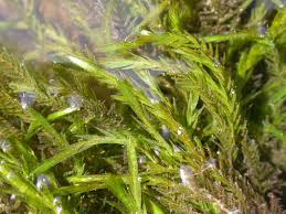 Attēlu rezultāti vaicājumam “Fontinalis antipyretica”