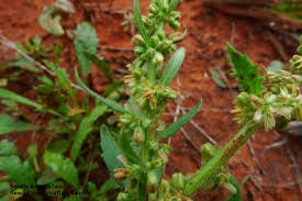 Attēlu rezultāti vaicājumam “Haloragaceae”