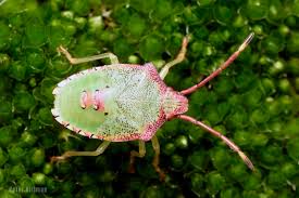 Attēlu rezultāti vaicājumam “Acanthosoma haemorrhoidale”