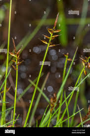 Attēlu rezultāti vaicājumam “Carex dioica fruit”