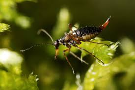 Attēlu rezultāti vaicājumam “Boreus”