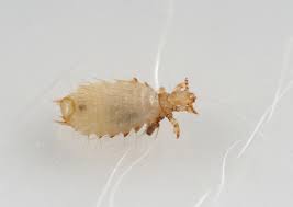 Attēlu rezultāti vaicājumam “Licea pusilla macro”