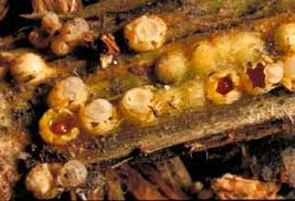 Attēlu rezultāti vaicājumam “Badhamiopsis macrospora spores”