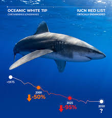Image result for Carcharhinus longimanus