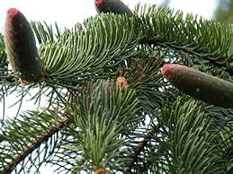 Attēlu rezultāti vaicājumam “Picea abies fo. virgata”