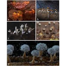 Attēlu rezultāti vaicājumam “Lycogala confusum young”