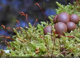 Attēlu rezultāti vaicājumam “Lycogala fuscoolearium macro”