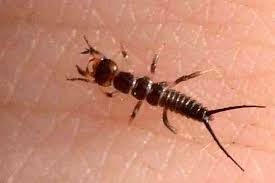 Attēlu rezultāti vaicājumam “Notiophilus biguttatus”