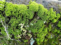 Attēlu rezultāti vaicājumam “Bryum”