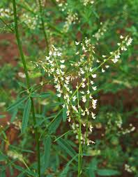 Attēlu rezultāti vaicājumam “Melilotus wolgicus”