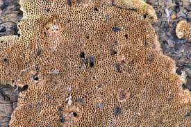 Attēlu rezultāti vaicājumam “Elmerina caryae”