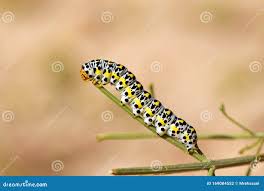 Attēlu rezultāti vaicājumam “Cucullia verbasci larva”