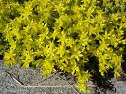 Image result for Sedum acre