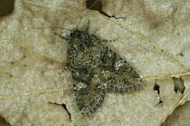 Attēlu rezultāti vaicājumam “Mamestra brassicae pupa”