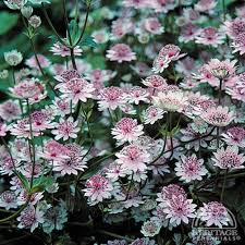 Attēlu rezultāti vaicājumam “Astrantia major flower”