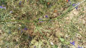 Attēlu rezultāti vaicājumam “Consolida regalis leaf”