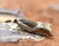 Attēlu rezultāti vaicājumam “Ancylis badiana”