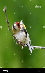 Attēlu rezultāti vaicājumam “Carduelis carduelis adult”