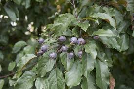 Attēlu rezultāti vaicājumam “Malus prunifolia fruit”
