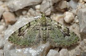 Attēlu rezultāti vaicājumam “Chloroclystis v-ata”