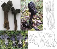 Attēlu rezultāti vaicājumam “Helvella”