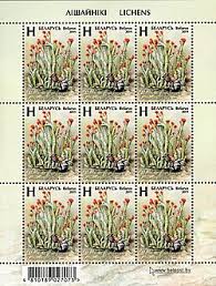 Attēlu rezultāti vaicājumam “Cladonia floerkeana”