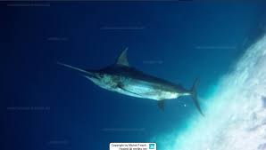 Image result for Makaira nigricans