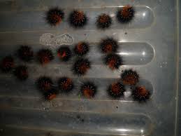 Attēlu rezultāti vaicājumam “Arctia caja larva”