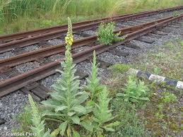 Attēlu rezultāti vaicājumam “Verbascum densiflorum bud”