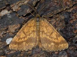 Attēlu rezultāti vaicājumam “Ematurga atomaria”