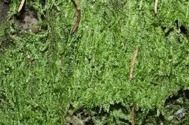 Attēlu rezultāti vaicājumam “Plagiothecium laetum”