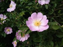 Image result for Rosa canina