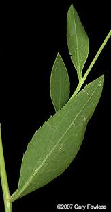 Attēlu rezultāti vaicājumam “Lepidium latifolium leaf”