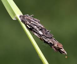 Attēlu rezultāti vaicājumam “Canephora hirsuta larva”