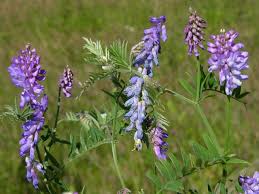 Attēlu rezultāti vaicājumam “Vicia cracca”