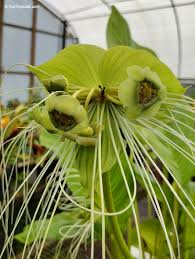 Image result for Tacca chantrieri