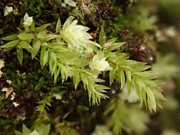 Attēlu rezultāti vaicājumam “Pohlia cruda”