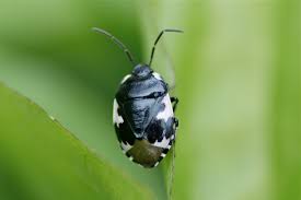 Attēlu rezultāti vaicājumam “Tritomegas bicolor”