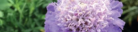 Image result for Scabiosa columbaria