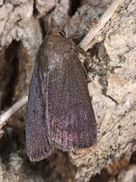 Attēlu rezultāti vaicājumam “Amphipyra livida”