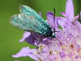 Attēlu rezultāti vaicājumam “Adscita statices”