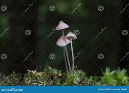 Attēlu rezultāti vaicājumam “Mycena filopes”