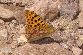 Attēlu rezultāti vaicājumam “Issoria lathonia”